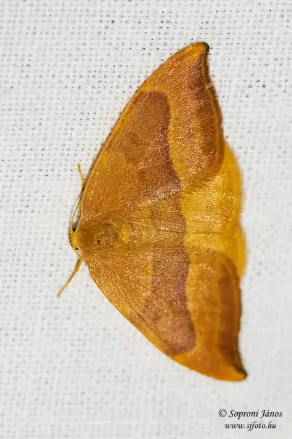 Watsonalla cultraria - bükkfa-sarlósszövő