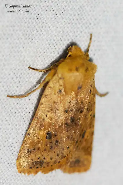 Conistra rubiginea - vörös őszibagoly