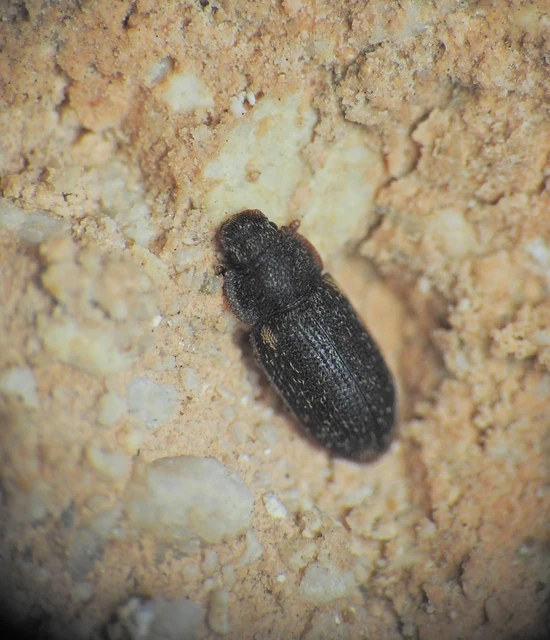 Colobicus hirtus - szegélyes héjbogár