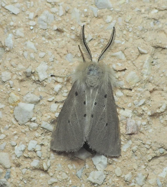 Diaphora mendica - felemás medvelepke