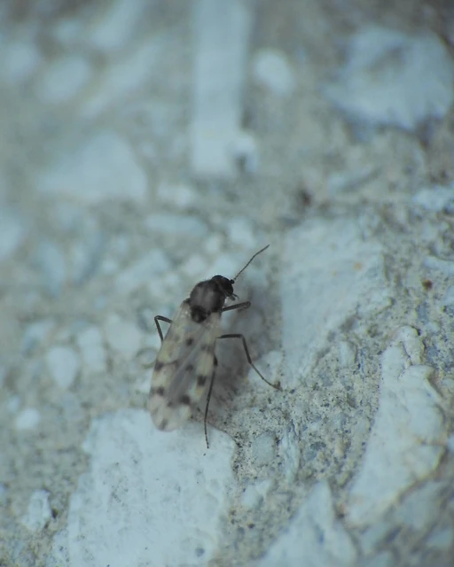 Diptera - Kétszárnyúak