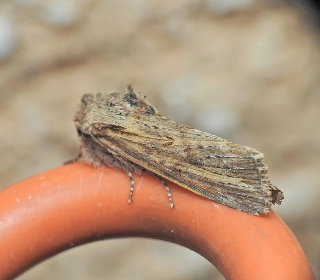 Egira conspicillaris - változékony szürkebagoly