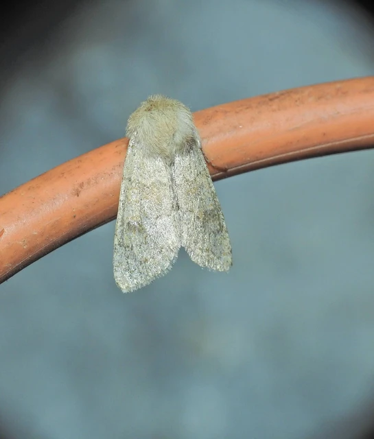 Orthosia miniosa - sárgás barkabagoly