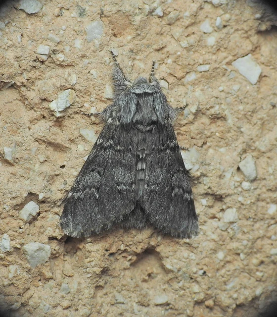 Drymonia ruficornis - cserfa-púposszövő