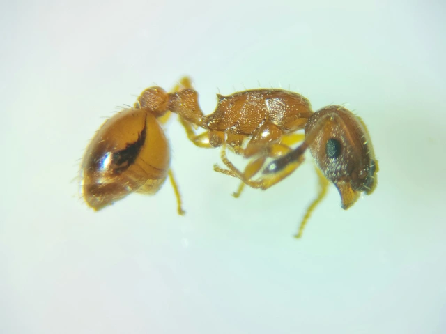 Temnothorax tuberum - barnatorú kéreghangya