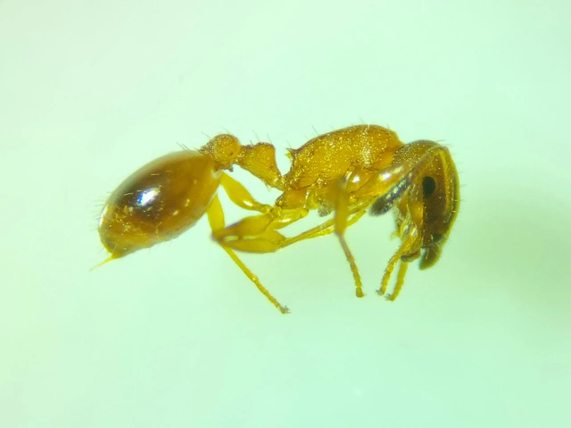 Temnothorax tuberum - barnatorú kéreghangya