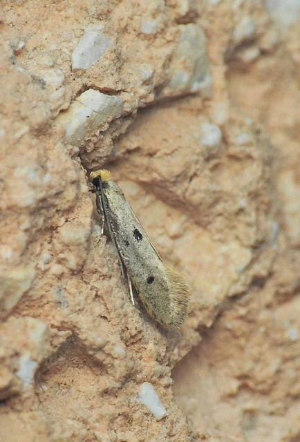 Tinea trinotella - hárompettyes fészekmoly