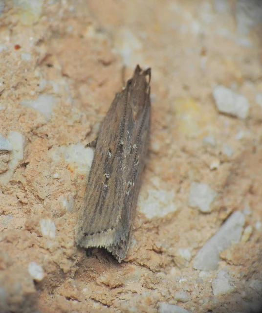 Helcystogramma triannulella - szuláksodró lápimoly