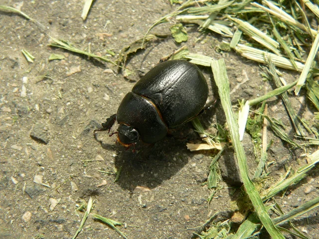 Pentodon idiota - butabogár
