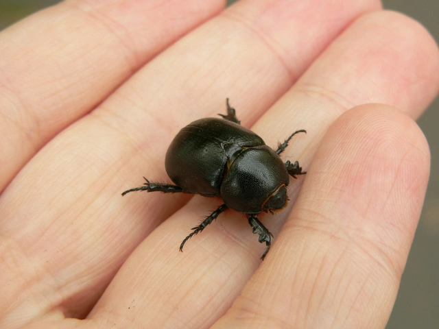 Pentodon idiota - butabogár