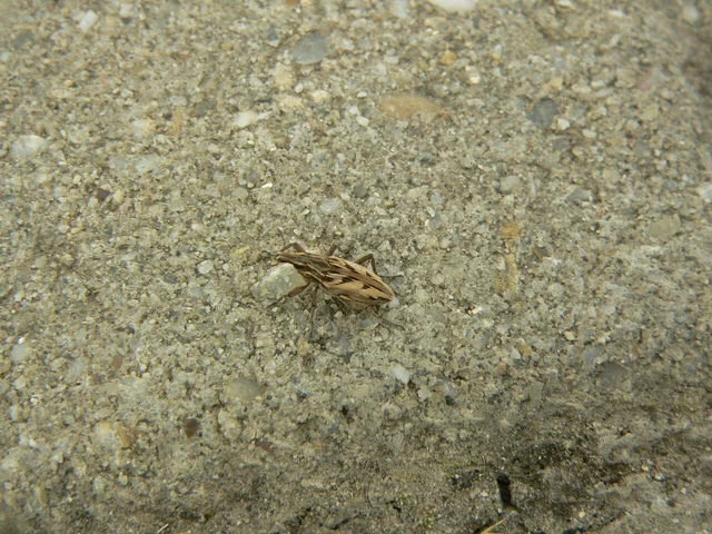 Coniocleonus nigrosuturatus - nyíljegyes barkó