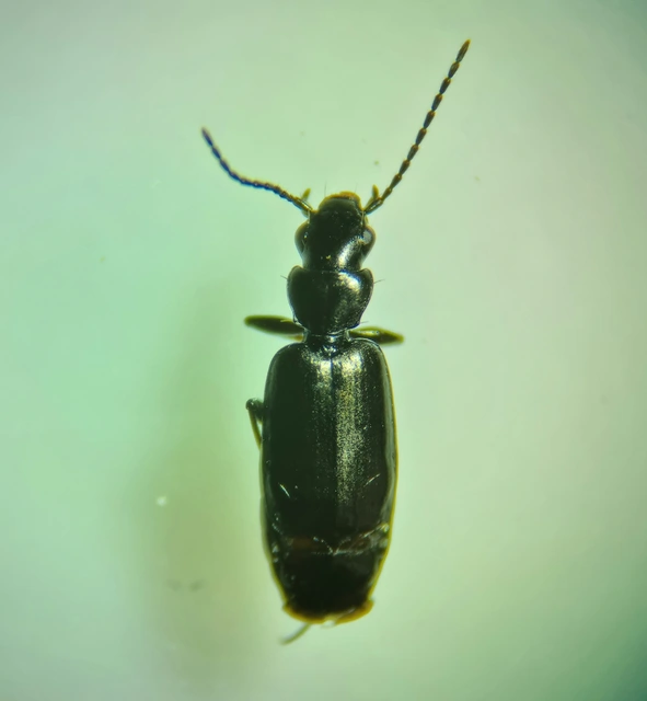 Microlestes