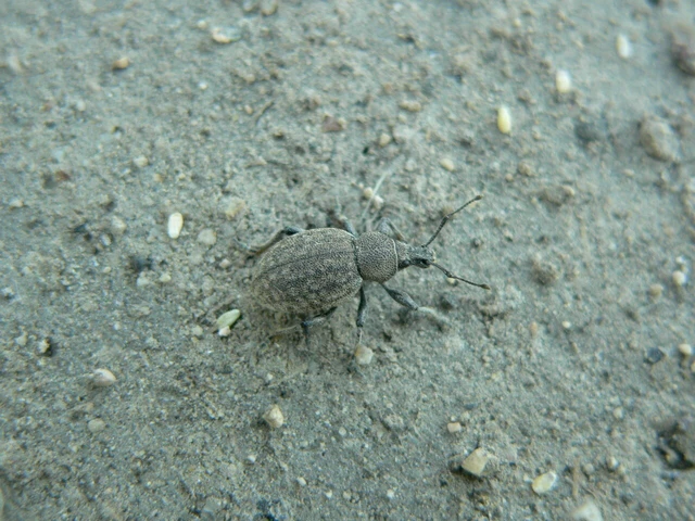 Otiorhynchus ligustici - vincellér-gyalogormányos