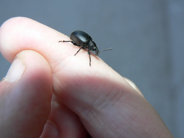 Otiorhynchus catenulatus - gyászos gyalogormányos