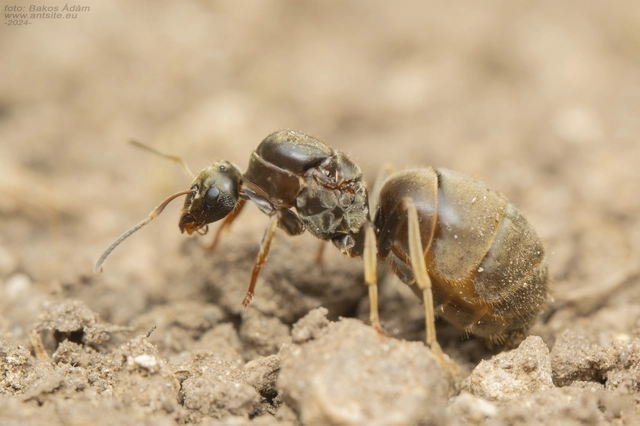 Lasius bombycina - pusztai feketehangya