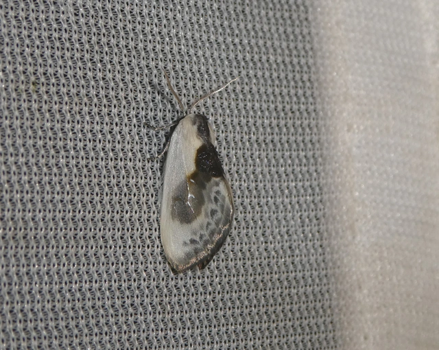 Cilix glaucata - törpe sarlósszövő