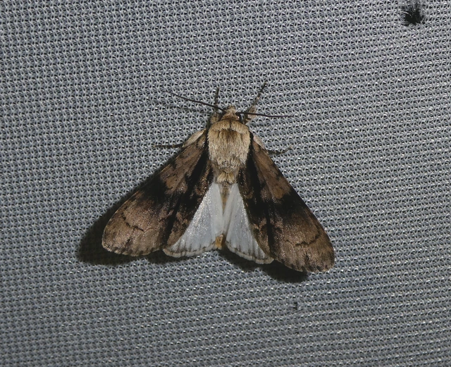 Acronicta alni - éger-szigonyosbagoly