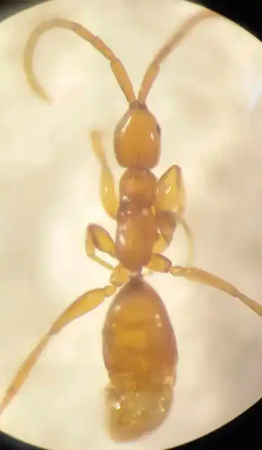 Embolemus ruddii