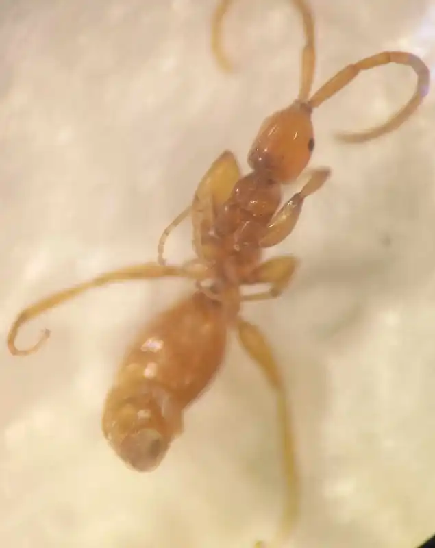 Embolemus ruddii