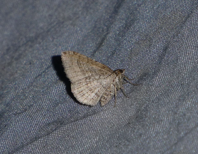 Costaconvexa polygrammata - soksávú araszoló