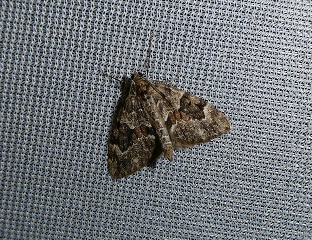 Thera variata/britannica