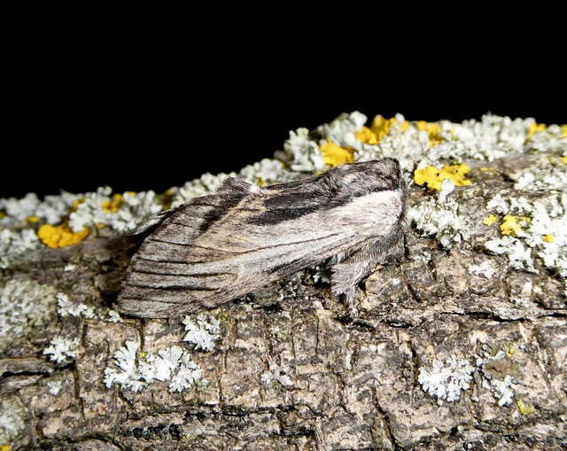Harpyia milhauseri - pergamen-púposszövő