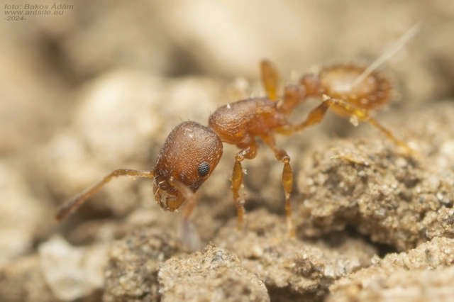 Temnothorax albipennis - ligeti kéreghangya