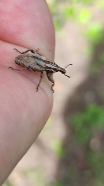 Pseudocleonus cinereus - hamvas barkó