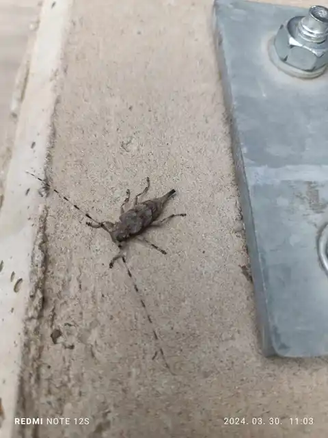 Acanthocinus aedilis - nagy daliáscincér