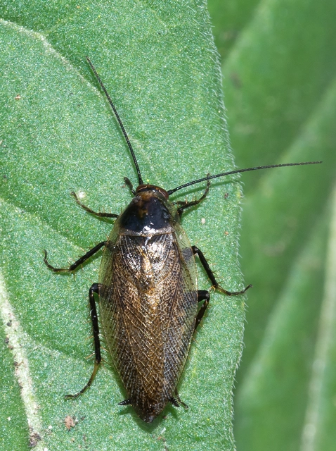 Ectobius erythronotus - sárgatorú erdeicsótány