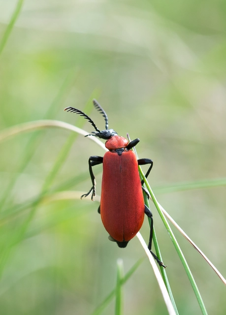 Pyrochroa coccinea - nagy bíborbogár