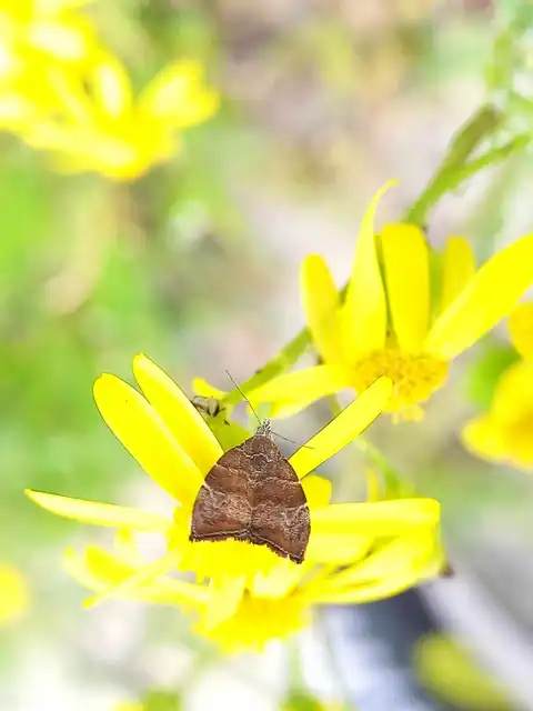 Choreutis nemorana - füge-levélmoly