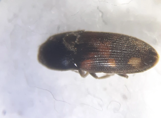 Drasterius bimaculatus - változékony pattanó