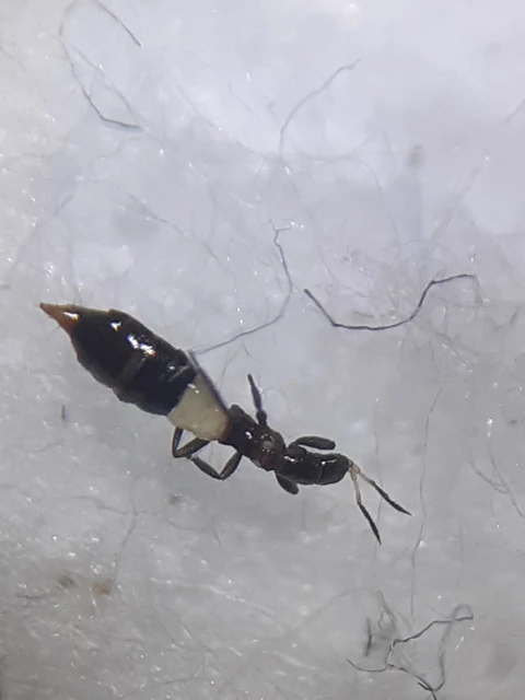Thysanoptera - Tripszek