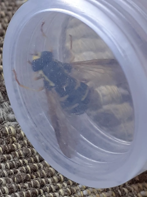 Xanthogramma citrofasciatum - korai oldalsávoslégy