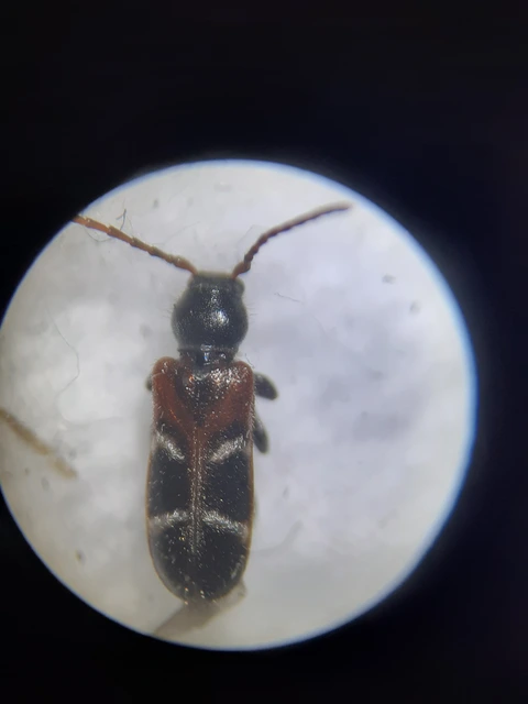 Phymatodes alni - apró háncscincér Phymatodes alni - apró háncscincér