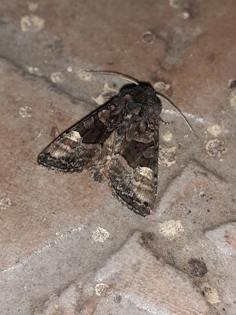 Euplexia lucipara - szeder-csipkésbagoly