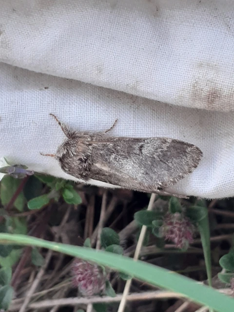 Drymonia ruficornis - cserfa-púposszövő