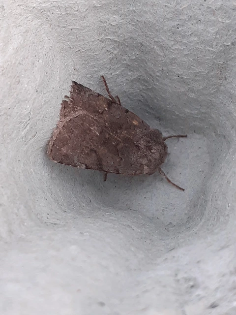 Cerastis rubricosa - vörhenyes tavaszibagoly