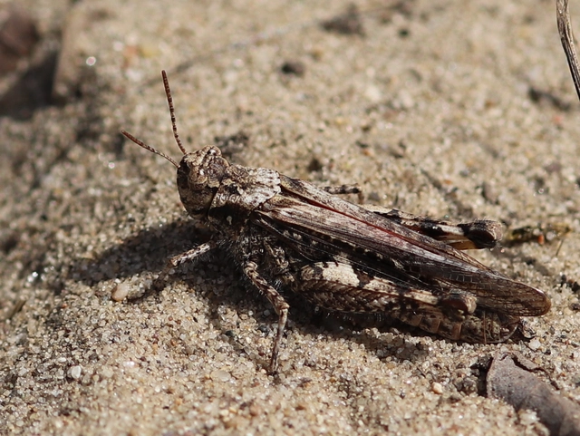 Acrotylus insubricus - önbeásósáska