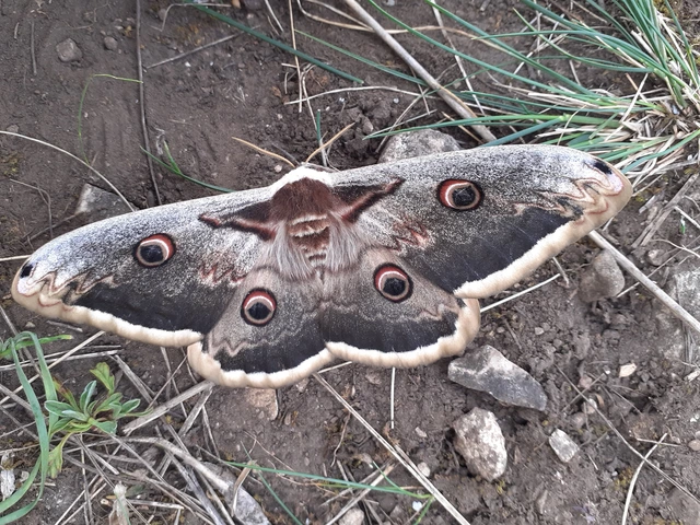 Saturnia pyri - nagy pávaszem