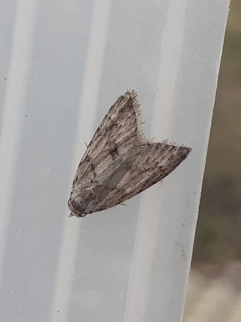 Nola cicatricalis - szürke pamacsosszövő