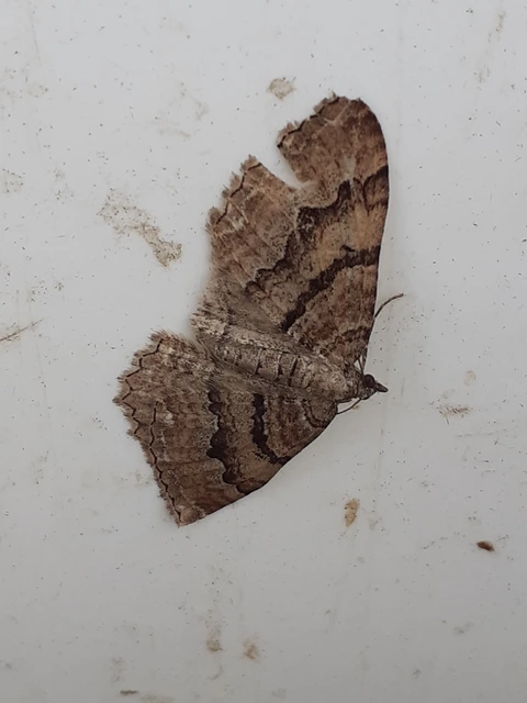 Hydria cervinalis - őzbarna araszoló