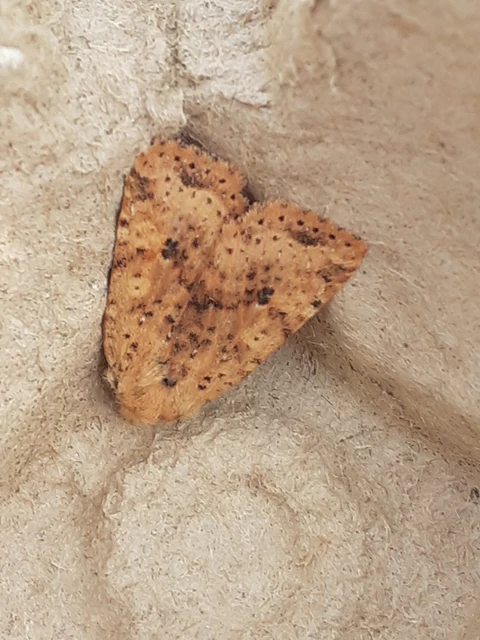 Conistra rubiginea - vörös őszibagoly