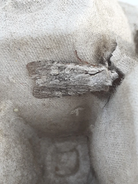 Lithophane ornitopus - közönséges fabagoly