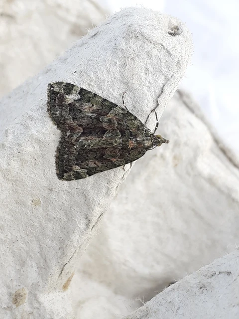 Chloroclysta siterata - salátazöld araszoló