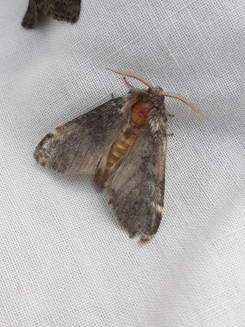 Drymonia dodonea - bélyeges púposszövő