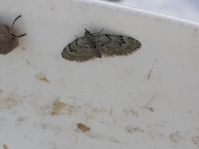 Chloroclystis v-ata - zöldes törpearaszoló