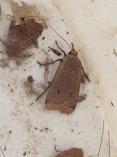 Conistra erythrocephala - vörösfejű őszibagoly
