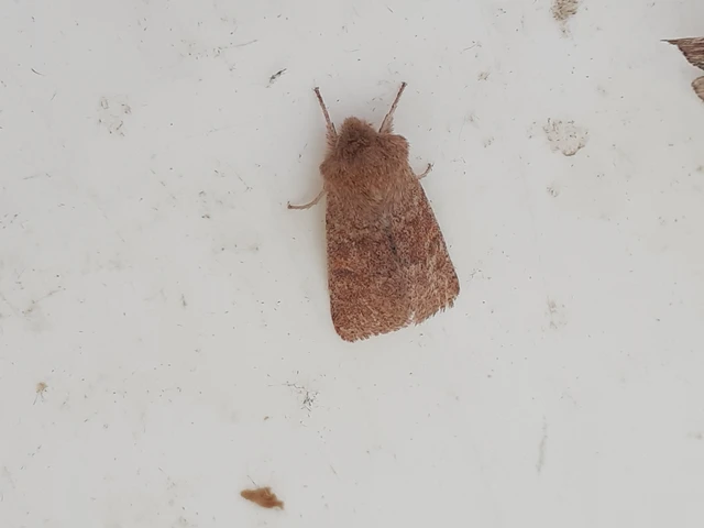 Orthosia miniosa - sárgás barkabagoly